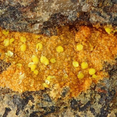 halilsarpite — spécimen minéral