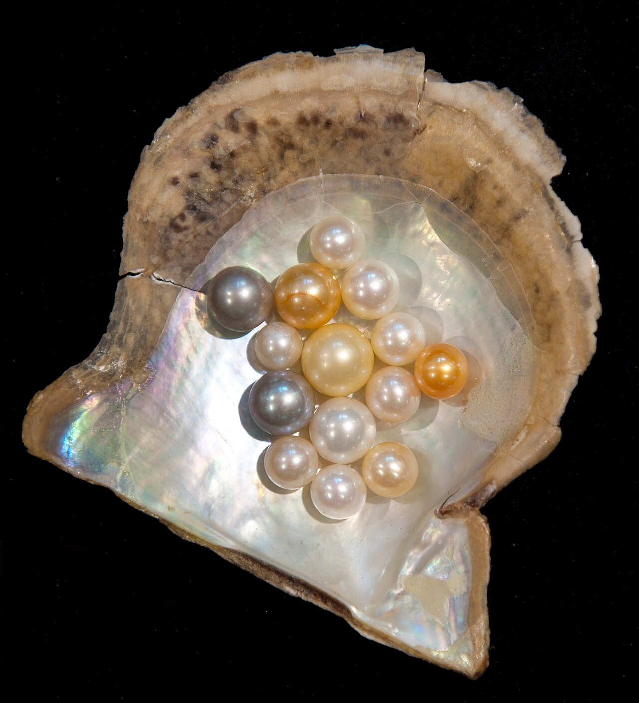 Perle