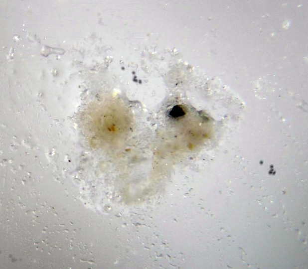 Carobbiite