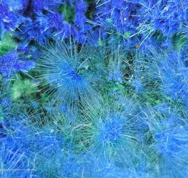 Cyanotrichite — spécimen minéral